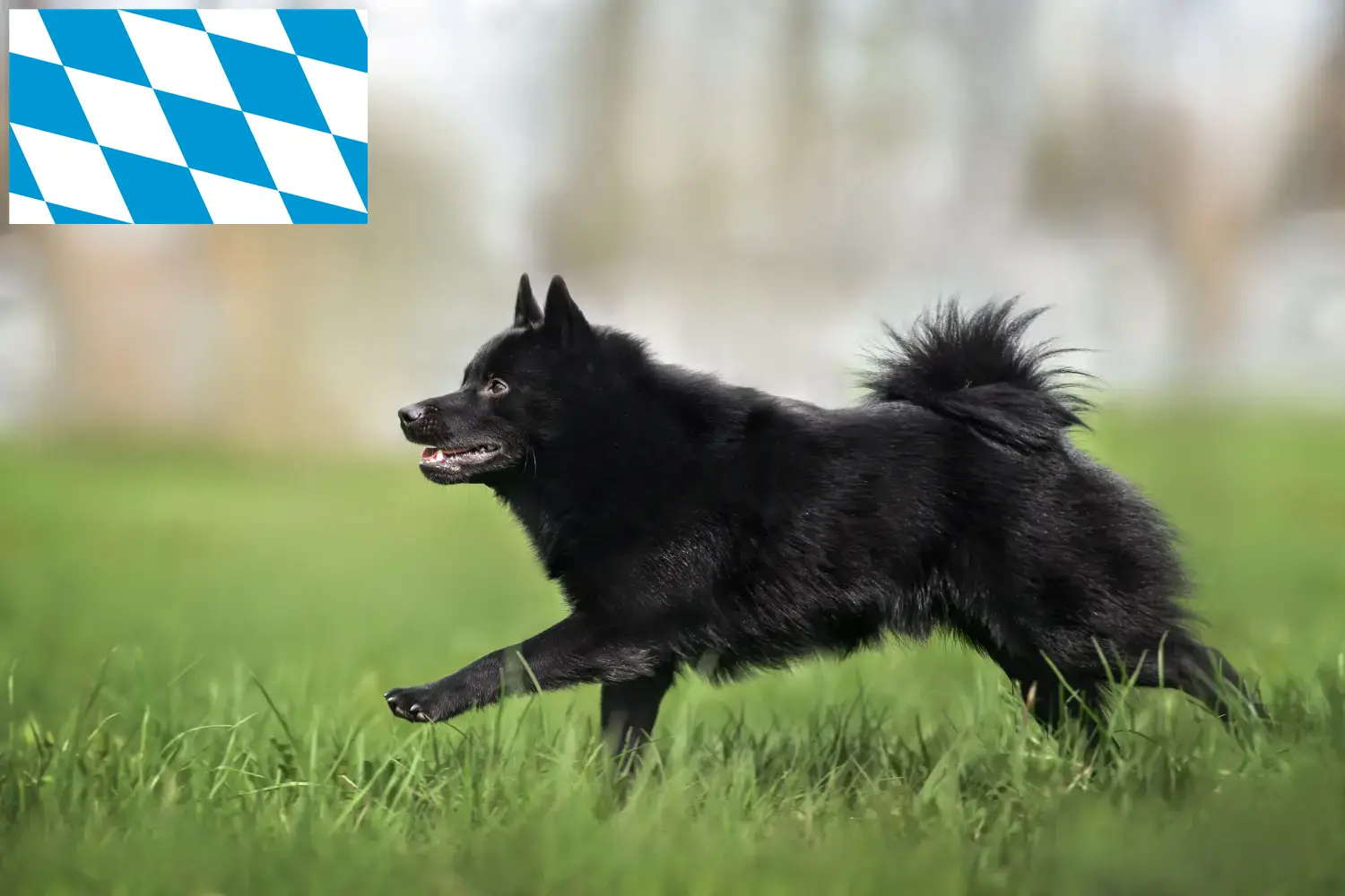 Lees meer over het artikel Schipperke fokkers en pups in Beieren