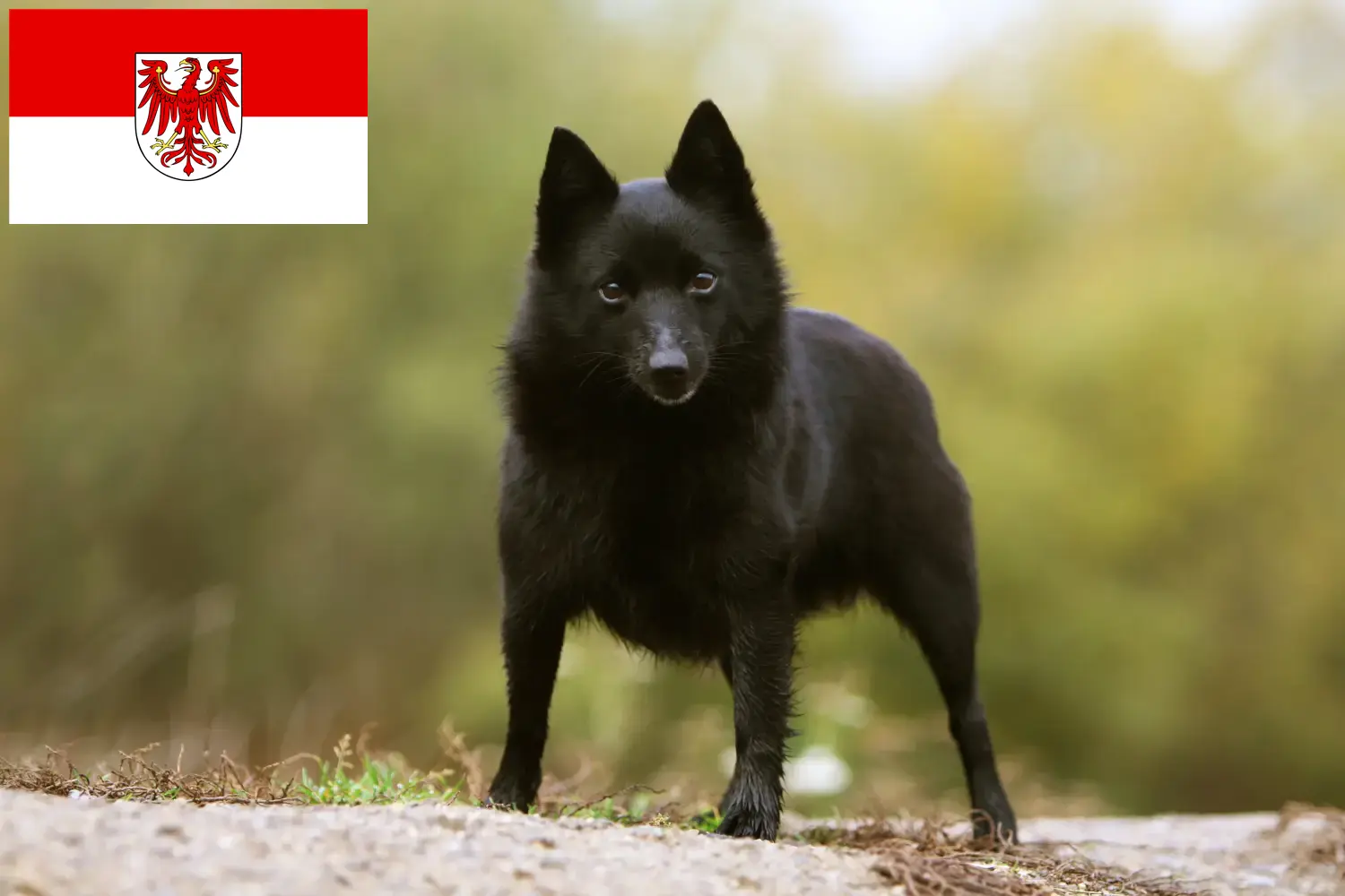 Lees meer over het artikel Schipperke fokkers en pups in Brandenburg