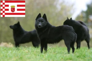 Lees meer over het artikel Schipperke fokkers en pups in Bremen