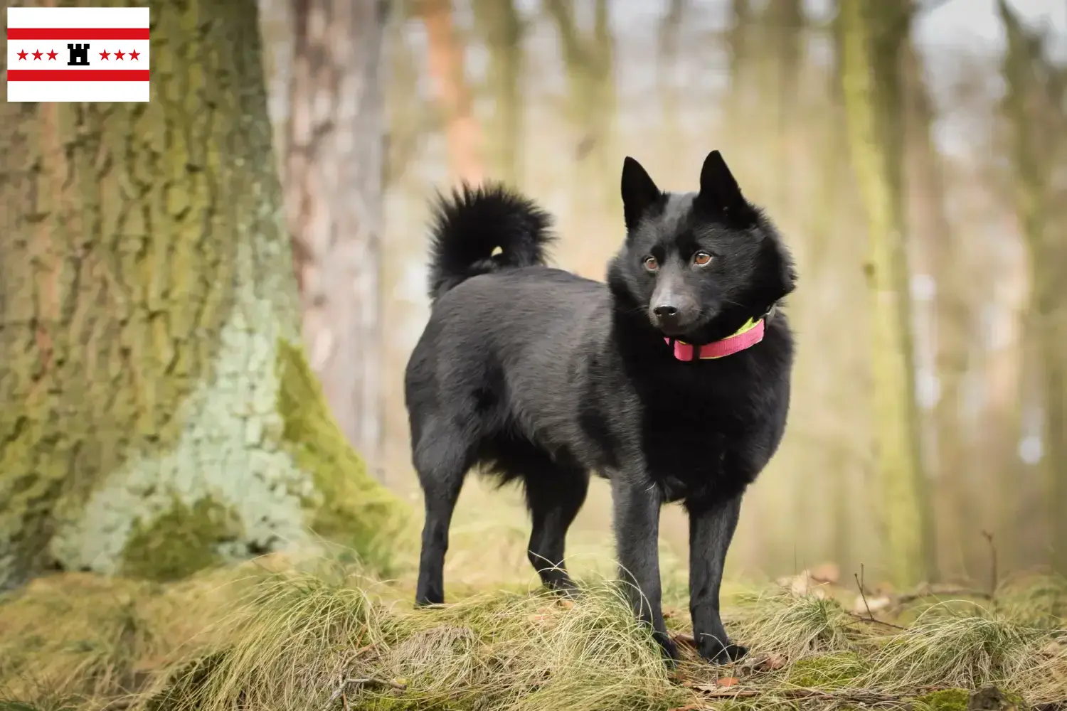 Lees meer over het artikel Schipperke fokkers en pups in Drenthe