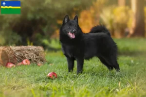 Lees meer over het artikel Schipperke fokkers en pups in Flevoland