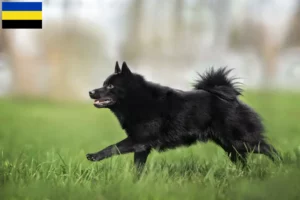 Lees meer over het artikel Schipperke fokkers en pups in Gelderland