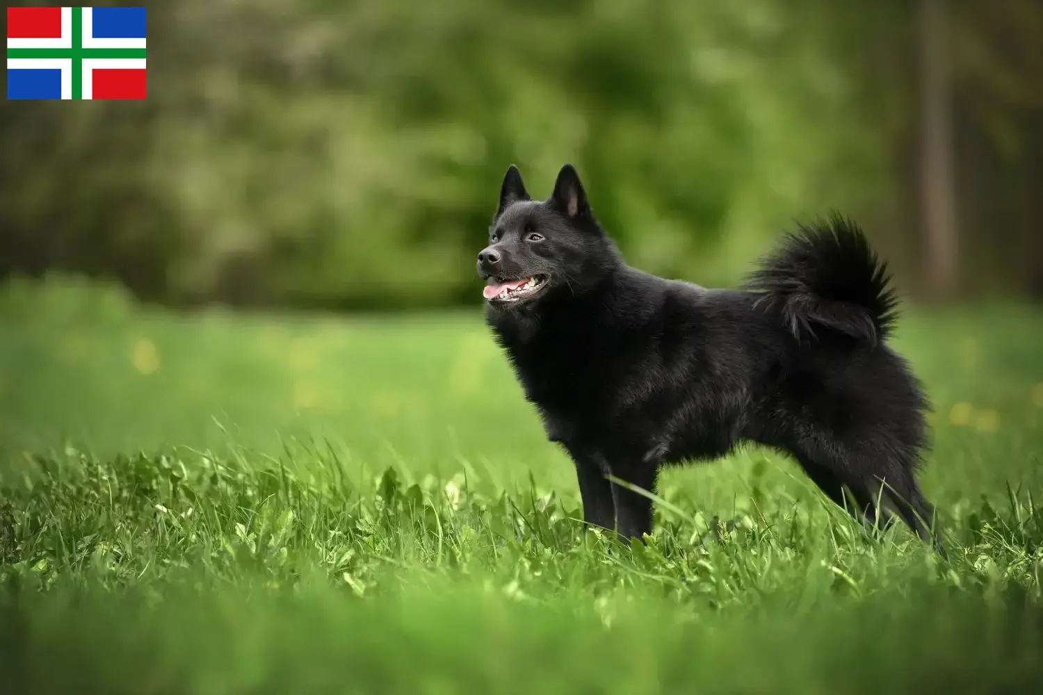 Lees meer over het artikel Schipperke fokkers en pups in Groningen