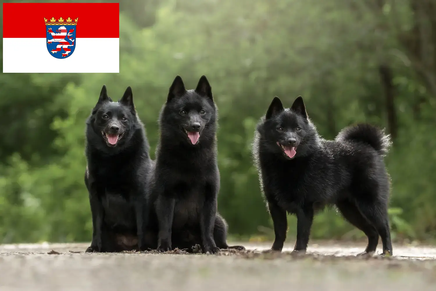 Lees meer over het artikel Schipperke fokkers en pups in Hessen