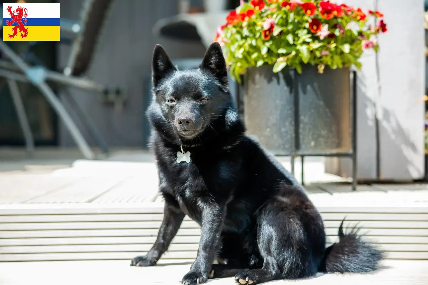 Lees meer over het artikel Schipperke fokkers en pups in Limburg