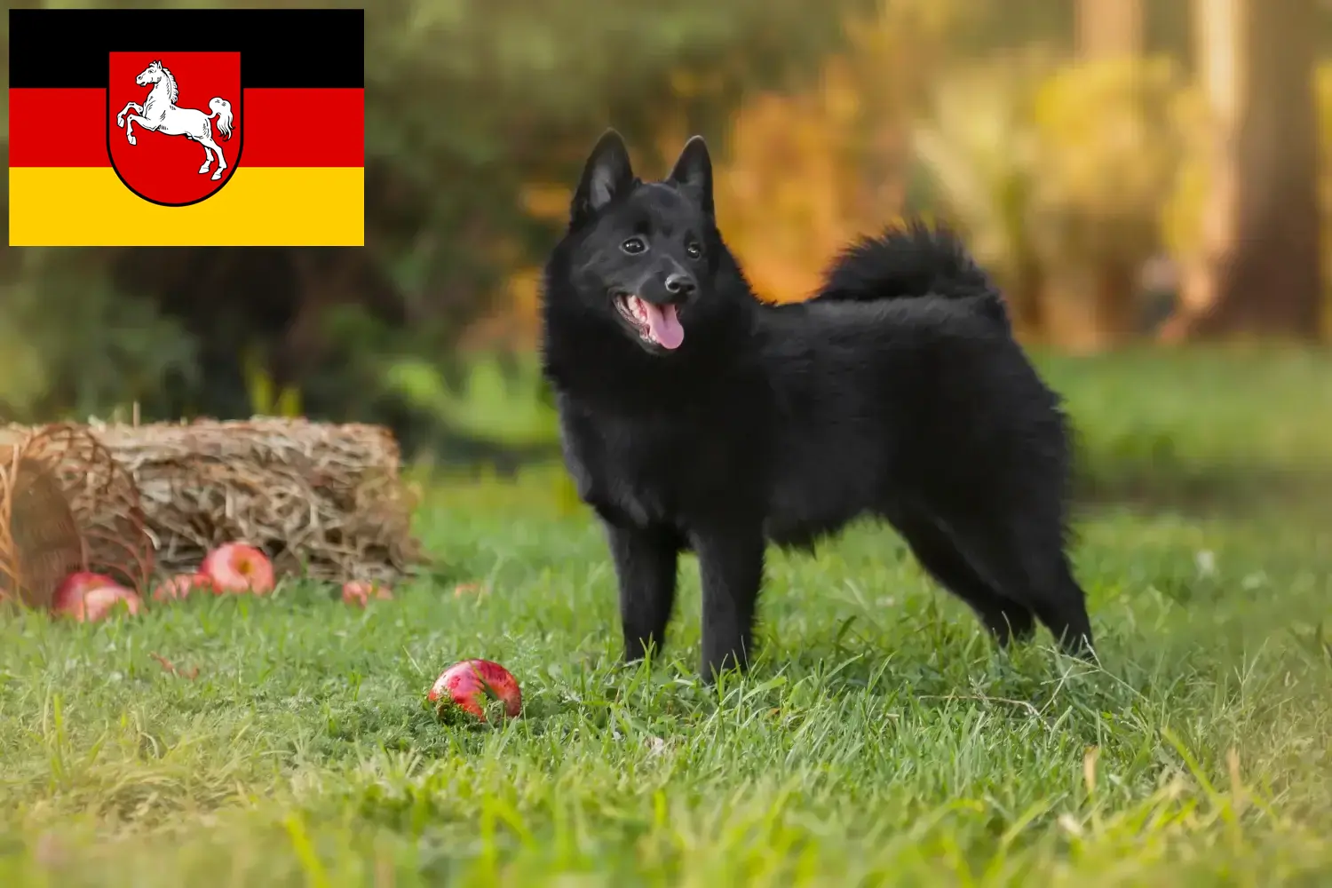 Lees meer over het artikel Schipperke fokkers en pups in Nedersaksen