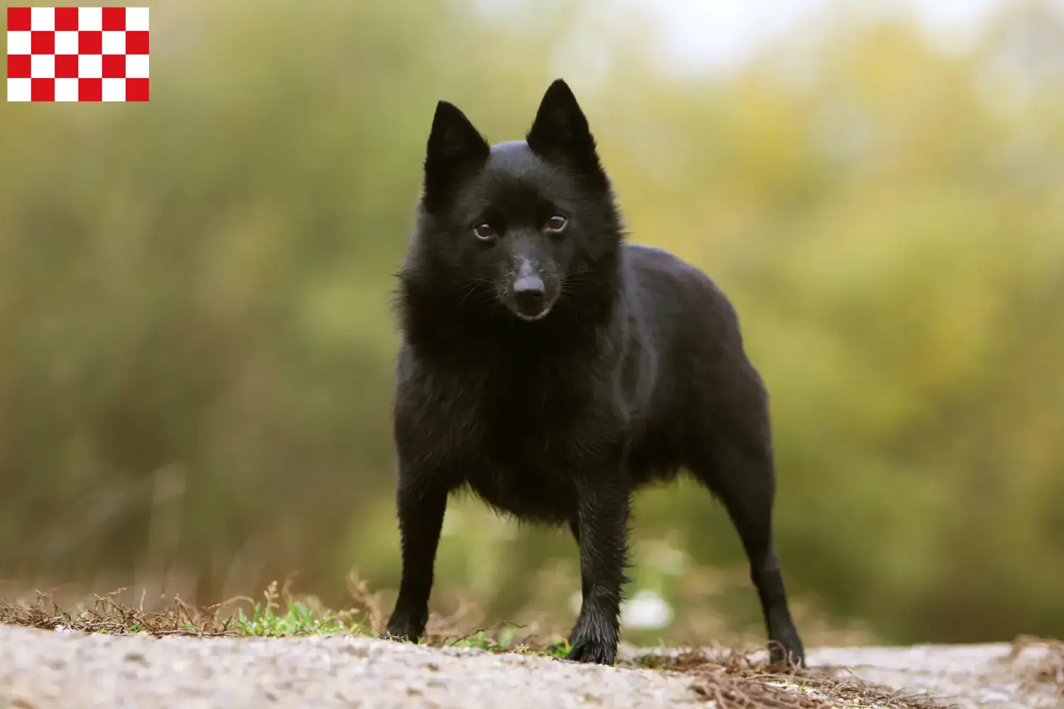 Lees meer over het artikel Schipperke fokkers en pups in Noord-Brabant