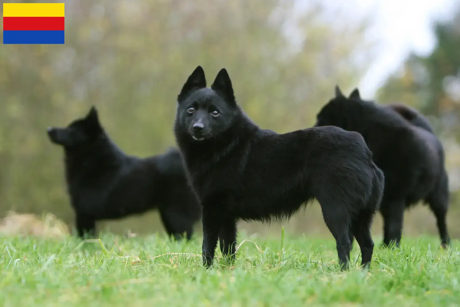 Lees meer over het artikel Schipperke fokkers en pups in Noord-Holland