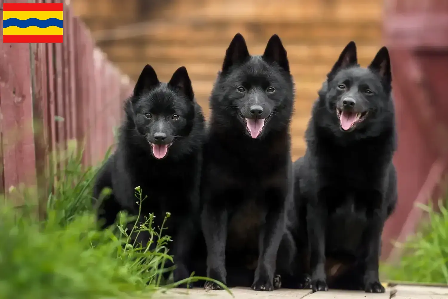 Lees meer over het artikel Schipperke fokkers en pups in Overijssel