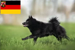 Lees meer over het artikel Schipperke fokkers en pups in Rijnland-Palts