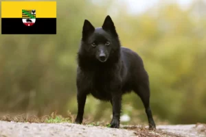 Lees meer over het artikel Schipperke fokkers en pups in Saksen-Anhalt