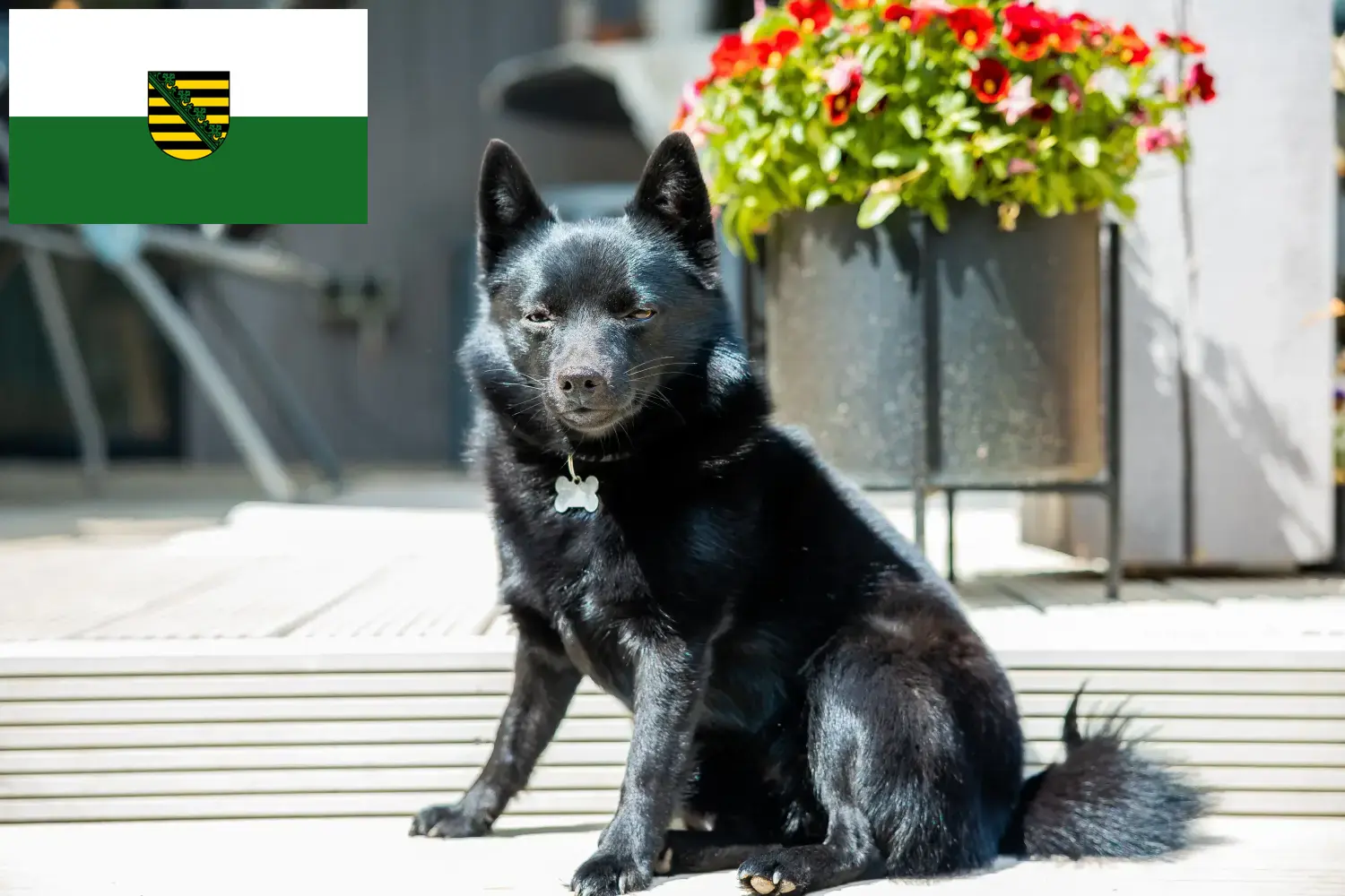 Lees meer over het artikel Schipperke fokkers en pups in Saksen