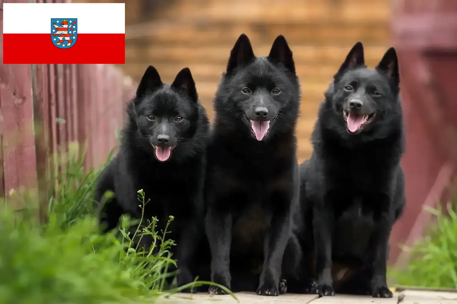 Lees meer over het artikel Schipperke fokkers en pups in Thüringen