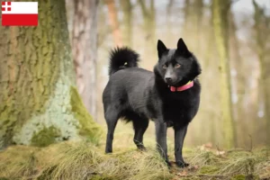 Lees meer over het artikel Schipperke fokkers en pups in Utrecht