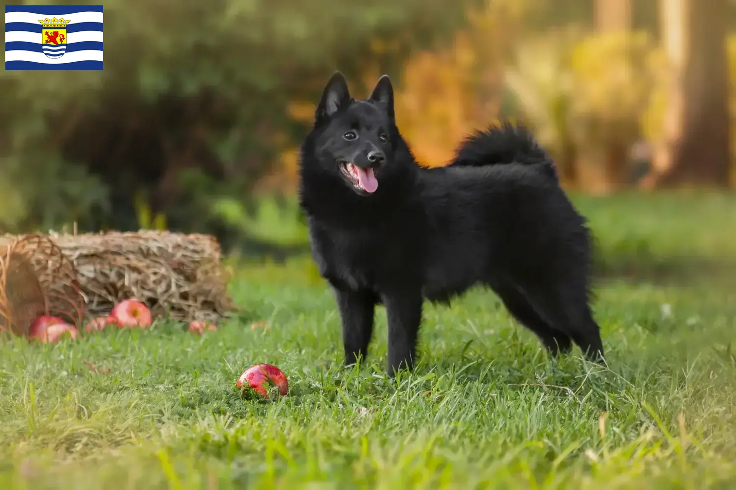 Lees meer over het artikel Schipperke fokkers en pups in Zeeland