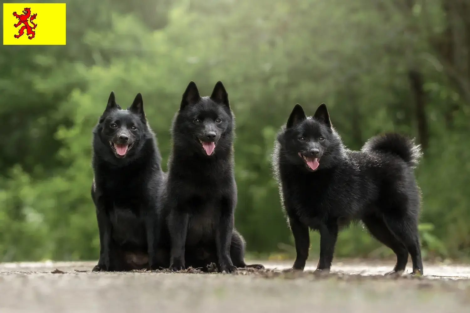 Lees meer over het artikel Schipperke fokkers en pups in Zuid-Holland