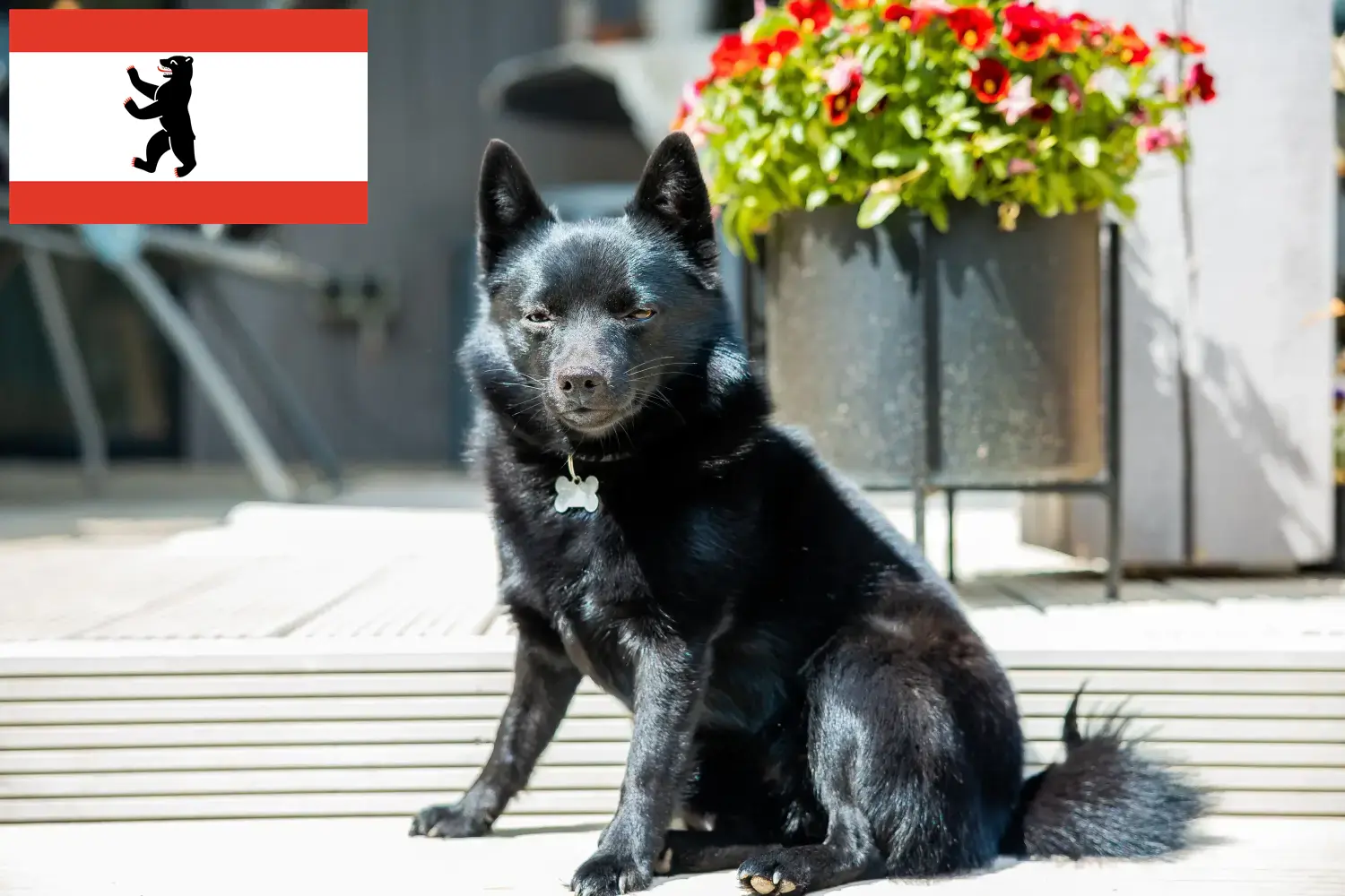 Lees meer over het artikel Schipperke fokkers en pups in Berlijn