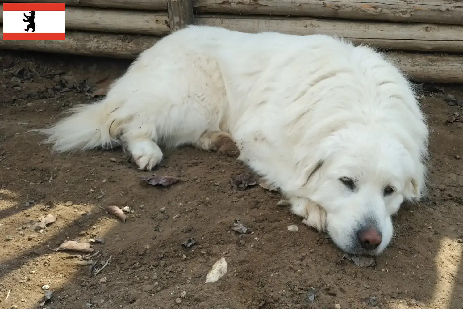 Lees meer over het artikel Akbash fokkers en pups in Berlijn