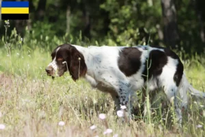 Lees meer over het artikel Épagneul français fokkers en pups in Gelderland