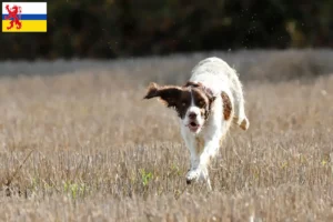 Lees meer over het artikel Épagneul français fokkers en pups in Limburg