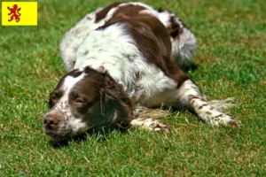 Lees meer over het artikel Épagneul français fokkers en pups in Zuid-Holland