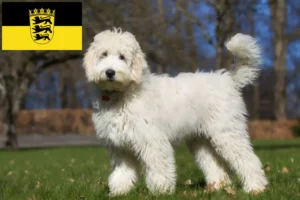 Lees meer over het artikel Labradoodle fokkers en puppies in Baden-Württemberg