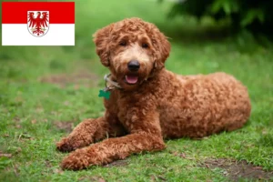 Lees meer over het artikel Labradoodle fokkers en puppies in Brandenburg