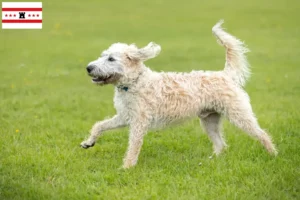 Lees meer over het artikel Labradoodle fokkers en puppies in Drenthe