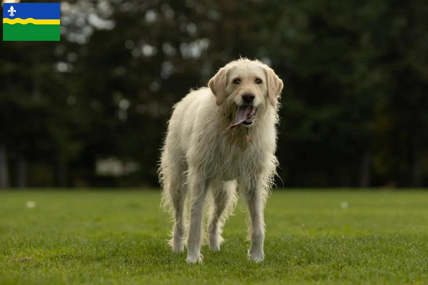 Lees meer over het artikel Labradoodle fokkers en puppies in Flevoland