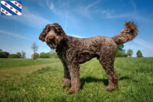 Lees meer over het artikel Labradoodle fokkers en puppies in Friesland