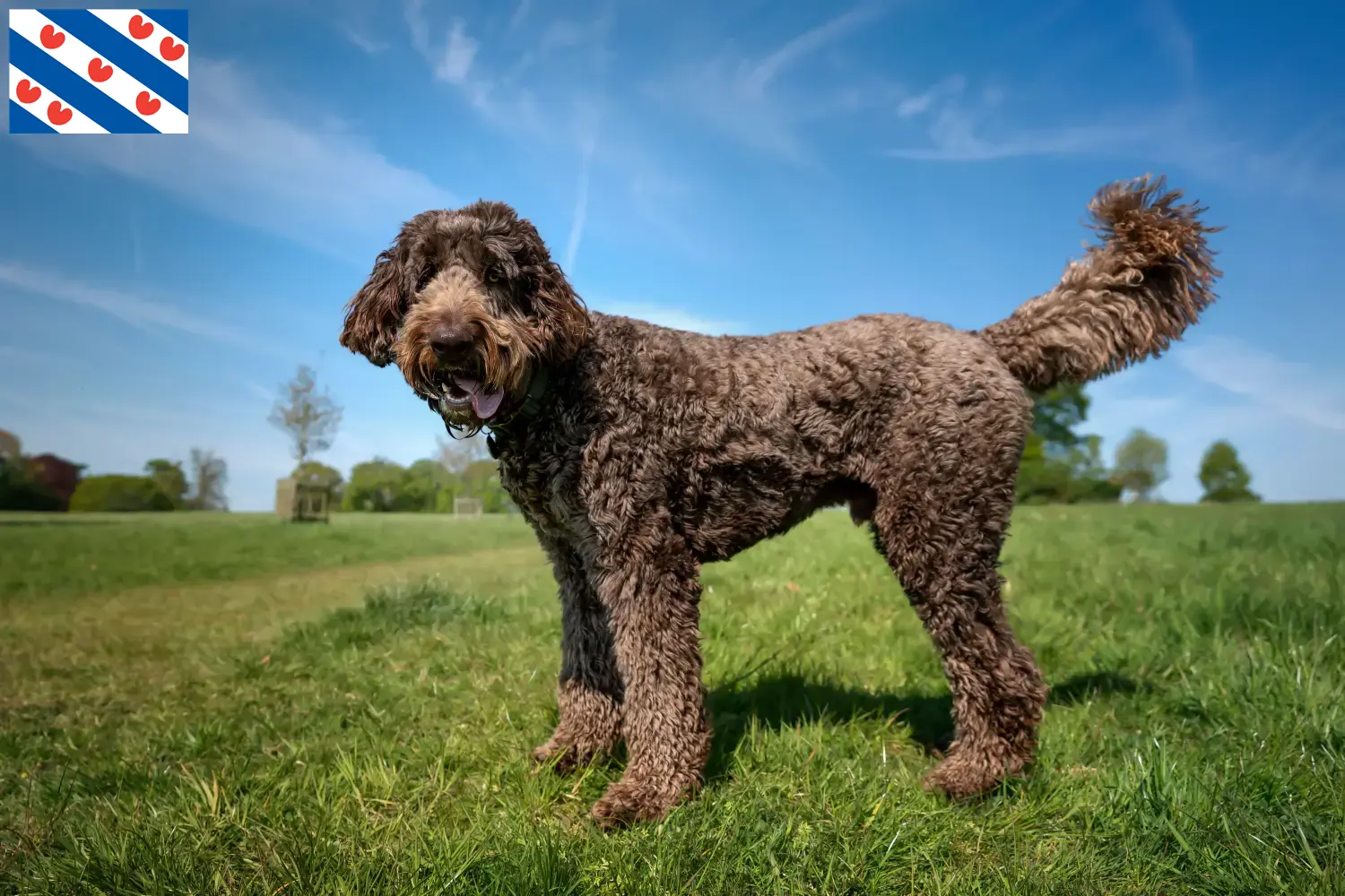 Lees meer over het artikel Labradoodle fokkers en puppies in Friesland