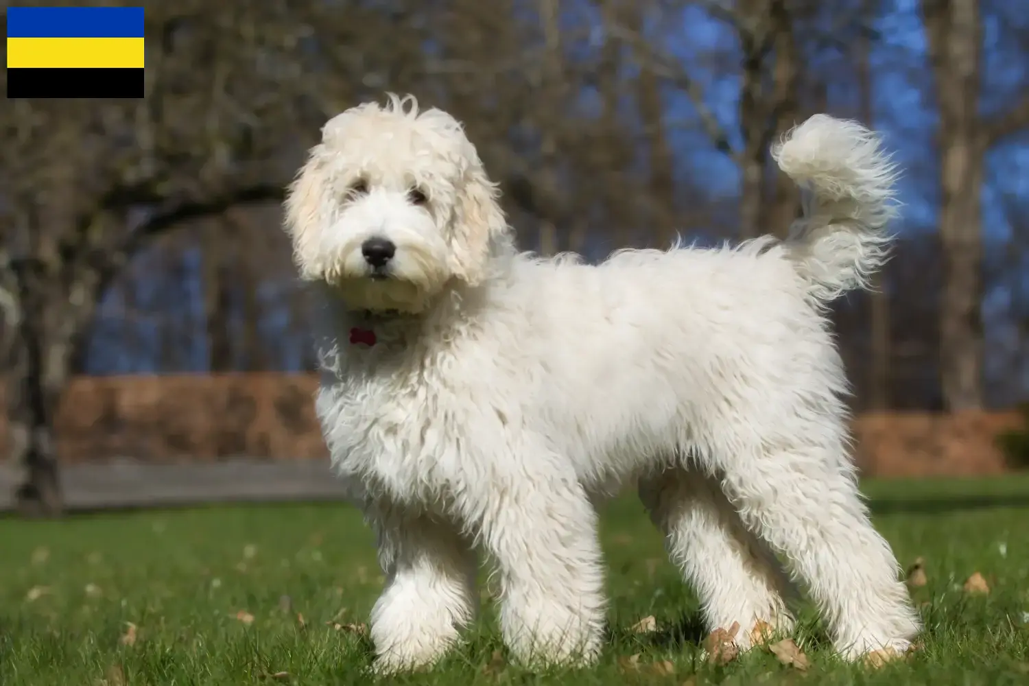 Lees meer over het artikel Labradoodle fokkers en puppies in Gelderland