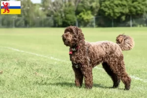 Lees meer over het artikel Labradoodle fokkers en puppies in Limburg