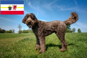 Lees meer over het artikel Labradoodle fokkers en puppies in Mecklenburg-Vorpommern