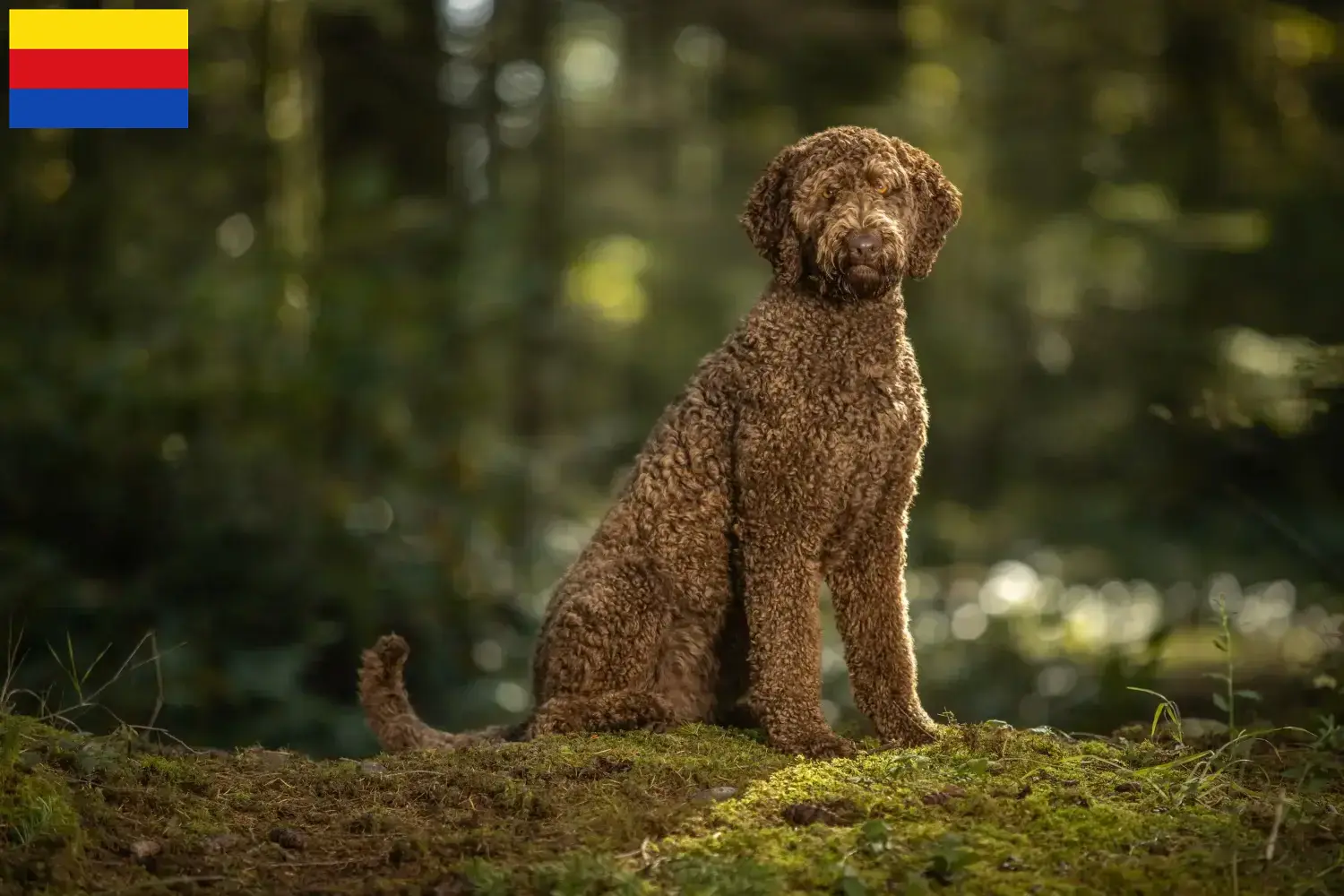 Lees meer over het artikel Labradoodle fokkers en puppies in Noord-Holland