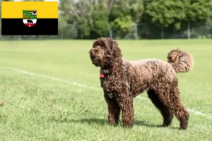 Lees meer over het artikel Labradoodle fokkers en puppies in Saksen-Anhalt