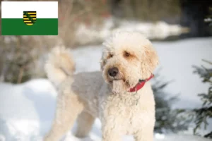 Lees meer over het artikel Labradoodle fokkers en puppies in Saksen