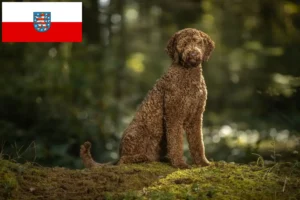 Lees meer over het artikel Labradoodle fokkers en puppies in Thüringen