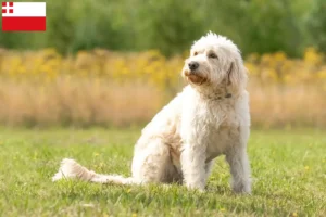 Lees meer over het artikel Labradoodle fokkers en puppy’s in Utrecht