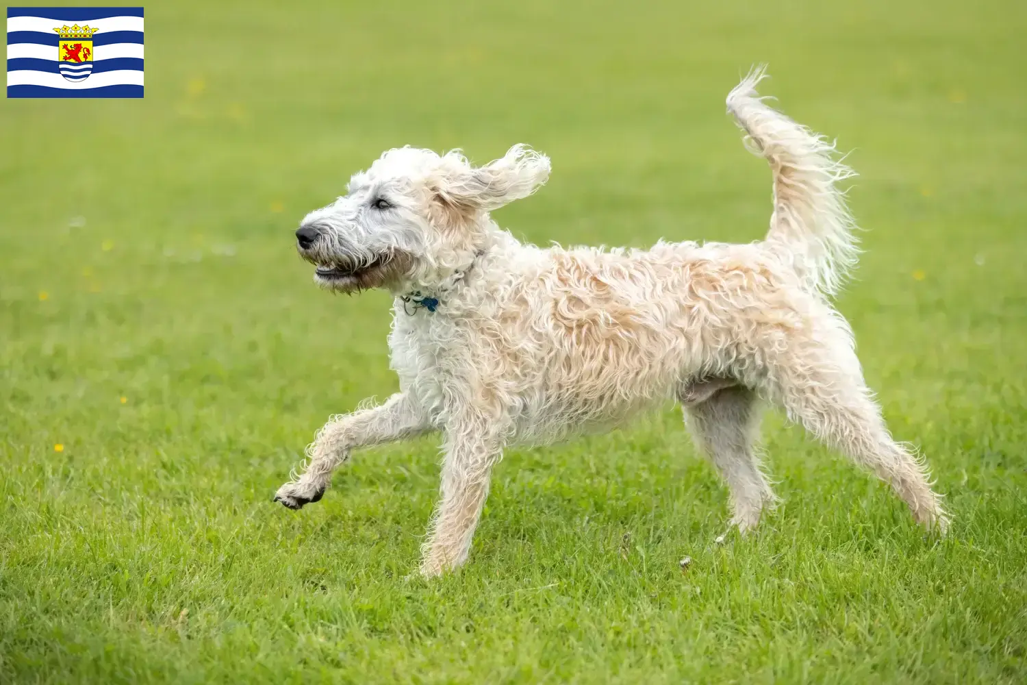 Lees meer over het artikel Labradoodle fokkers en puppies in Zeeland