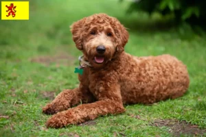 Lees meer over het artikel Labradoodle fokkers en puppies in Zuid-Holland