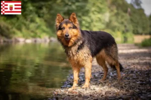 Lees meer over het artikel Chodský pes fokkers en puppies in Bremen