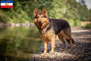 Lees meer over het artikel Chodský pes fokkers en puppies in Sleeswijk-Holstein