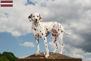 Lees meer over het artikel Dalmatiër fokkers en pups in Letland