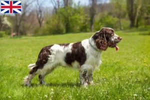 Lees meer over het artikel Engelse Springer Spaniël fokkers en pups in Groot-Brittannië