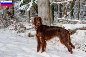 Lees meer over het artikel Ierse Rode Setter fokkers en pups in Slovenië