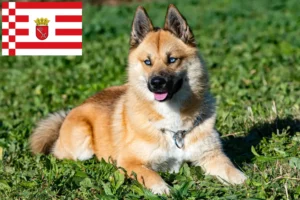 Lees meer over het artikel Pomsky fokkers en pups in Bremen