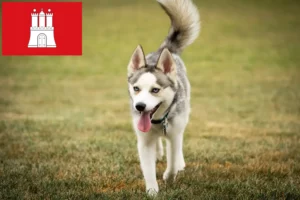 Lees meer over het artikel Pomsky fokkers en pups in Hamburg