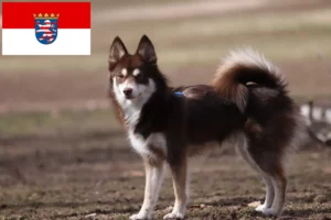 Lees meer over het artikel Pomsky fokkers en pups in Hessen