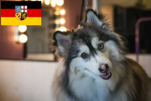 Lees meer over het artikel Pomsky fokkers en pups in Saarland